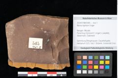 Foto (Objekt + Etikett) von Myrica lignitum Unger (NHMW-GEO-2024-0188-0545)